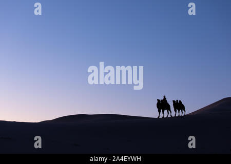 Mongolische Nomaden Frau mit ihrem baktrischen Kamele in den Dünen der Wüste bei Sonnenaufgang. Die Gobi, Mongolei. Stockfoto