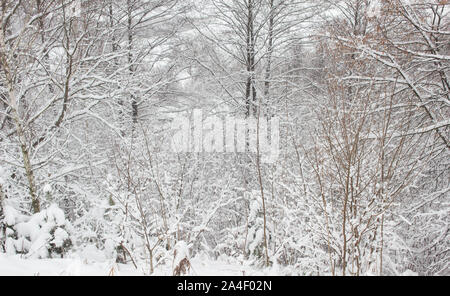 Schnee auf den Bäumen im Winter, Hintergrund Stockfoto