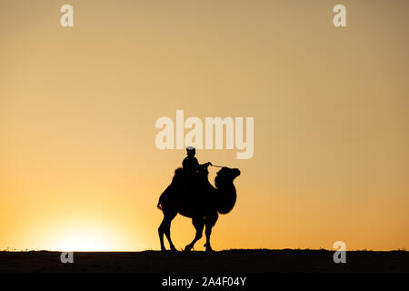 Mongolische Nomaden Frau mit ihrem baktrischen Kamel in der Wüste Dünen bei Sonnenaufgang. Die Gobi, Mongolei. Stockfoto