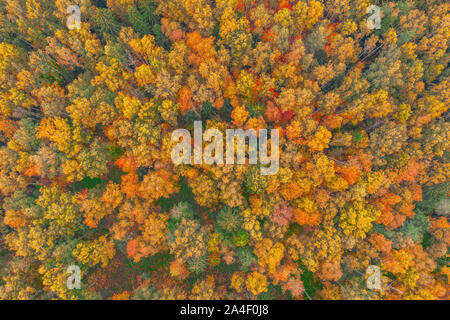 Top Luftaufnahme von bunten Wald schöne helle Kronen der Bäume im Herbst Stockfoto