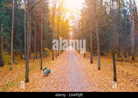 Herbst Ansicht einer Eichenallee mit hellem Licht über die Kronen ein Fußweg und Bänke Stockfoto