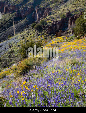 Bunte Blumen schmücken die Pisten des inneren Salt River Canyon. East Central Arizona. Stockfoto