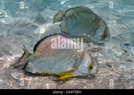 Fledermausfische am Meer Oberfläche in Seychellen detail Stockfoto