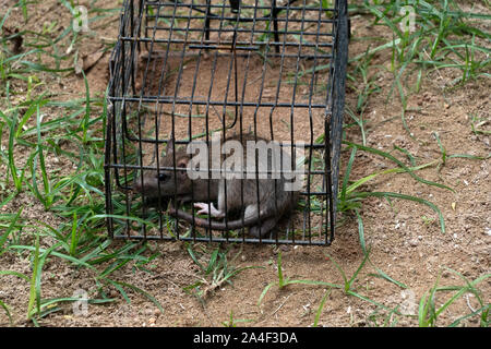 Maus in der Falle Käfig gefangen Stockfoto