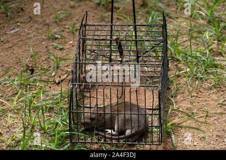 Maus in der Falle Käfig gefangen Stockfoto