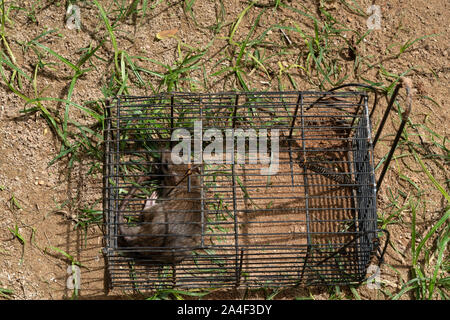 Maus in der Falle Käfig gefangen Stockfoto