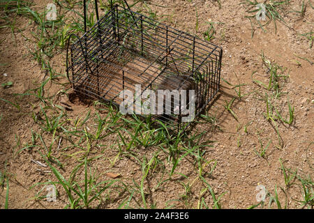 Maus in der Falle Käfig gefangen Stockfoto