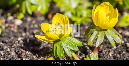 Camas im Garten Stockfoto