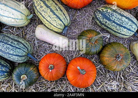 Blick von oben auf bunten pumkins Stockfoto