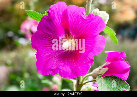 Malve Malve schöne rosa Lila Blume Nahaufnahme auf Grün Natur verschwommenen Hintergrund. Selektive Weichzeichner. Geringe Tiefenschärfe. Text kopieren sp Stockfoto
