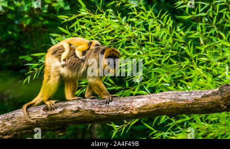 Nahaufnahme von einem gold Brüllaffen Mutter Affe mit ihrem Kind in einem Baum, tropischen Primas specie aus Amerika Stockfoto