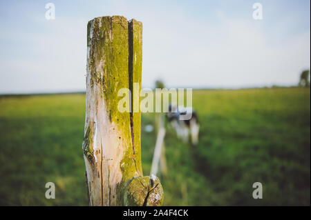 Holz- elektrischen Zaun auf der grünen Wiese für Kuh Auffangvorrichtung verwendet Stockfoto