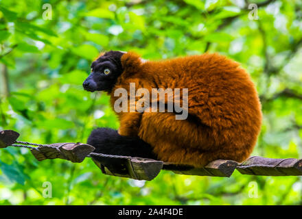 Closeup Portrait von einem Roten Vari Affe, kritisch bedrohte Tierart aus Madagaskar Stockfoto