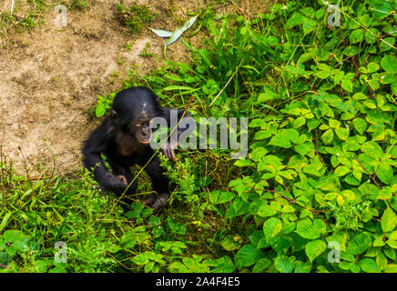 Bonobo Kleinkind durch einige Pflanzen, Mensch Affe, pygmy Schimpansen Kind, gefährdete Primaten specie aus Afrika Stockfoto