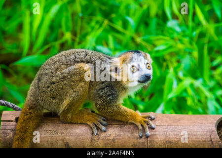 Nahaufnahme eines gekrönt Lemur, adorable Affe, gefährdete Tierart aus Madagaskar Stockfoto