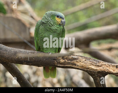 Orange - winged Amazon (Amazona Amazonica), Ecuador Stockfoto