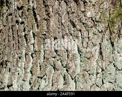 Baum-Rinde-Textur-Hintergrund Stockfoto
