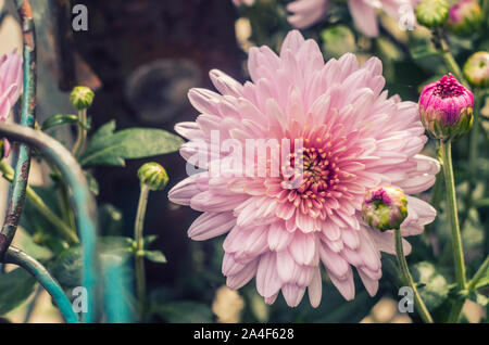 Rosa Chrysanthemen auf Metall Maschendrahtzaun. Foto des Herbstes. Stockfoto