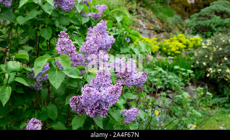 Lila Flieder Busch Syringa Vulgaris blühende Blüten blühend blühend in einem Landgarten im Frühjahr in Carmarthenshire Wales UK KATHY DEWITT Stockfoto