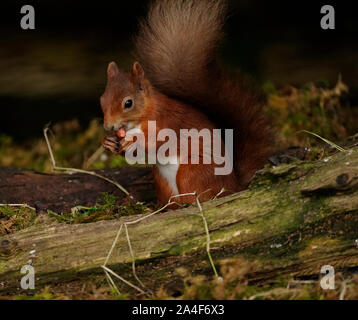 Niedliche Eichhörnchen mit buschigem Schwanz Stockfoto
