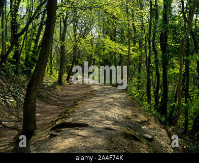 Anzeigen SSE Der leete Pfad Riverside Walk durch die alyn Schlucht, Flintshire, Wales, UK, mit Fluss Alyn zu R, ehemaliger Gewaehrleistung (cut Wasser - Kurs) zu L. Stockfoto