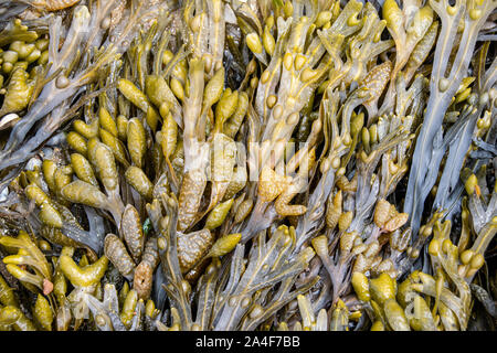 Blase rack Algen (Fucus vesiculosus) Stockfoto