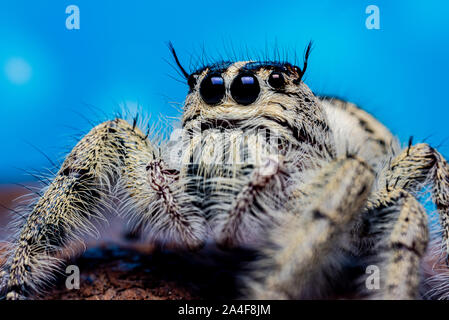 Platycryptus undatus springen Close up Spider. Makro Foto von Insekt und Tier Stockfoto
