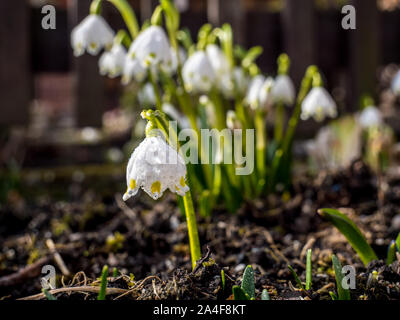 Schneeflocken im Garten Stockfoto