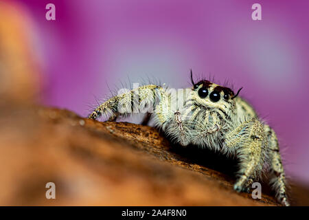 Platycryptus undatus springen Close up Spider. Makro Foto von Insekt und Tier Stockfoto