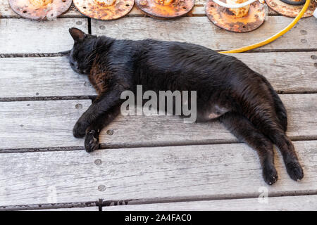 Die schwarze Katze schlafend auf dem Boden des Holzes Stockfoto