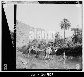 Auf den Sinai über die Wüste. Der Überfluss an Wasser in Wady Feiran Stockfoto