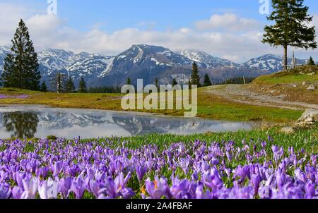 Erstaunlich Frühling Landschaft aus Slowenien, Europa. Velika planina im Herzen der Steiner Alpen. Mit einem kleinen See, der von Safran umgeben. Stockfoto