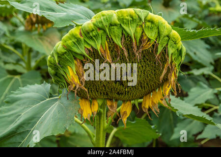 Eine einzelne große fertig Sonnenblumenkerne Kopf hängend in einer Farm Feld im Herbst Stockfoto