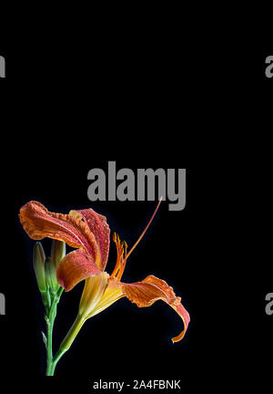 Frische Blumen Kopf von Orange daylily auf schwarzem Hintergrund. Ruhe Szene in wunderschönen vertikalen Foto. Mit viel Platz für Text. Stockfoto