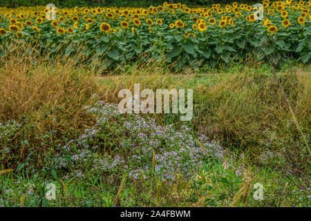 Gräsern und Wildblumen mit Monarch butterfly auf der astern und ein sonnenblumenfeld im Hintergrund blühen im Herbst Stockfoto