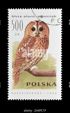 Storniert Briefmarke von Polen gedruckt, das zeigt, Waldkauz, circa 1990. Stockfoto