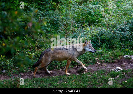 Männliche Muster der dominanten alpha Wolf. Der einsame Wolf Spaziergänge auf den Waldweg. Prachtexemplar von Italienischen Wolf, einzigartige Unterarten Canis lupus Ita Stockfoto