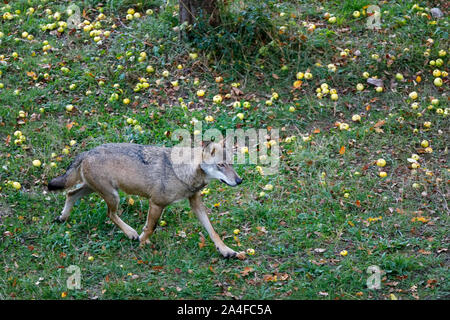 Männliche Muster der dominanten alpha Wolf. Der einsame Wolf Spaziergänge auf den Waldweg. Prachtexemplar von Italienischen Wolf, einzigartige Unterarten Canis lupus Ita Stockfoto