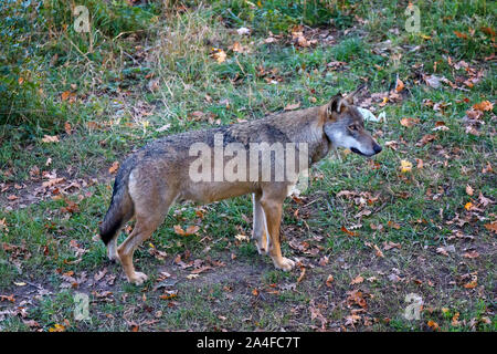 Männliche Muster der dominanten alpha Wolf. Der einsame Wolf stehend auf dem Waldweg. Prachtexemplar von Italienischen Wolf, einzigartige Unterarten Canis lupus Stockfoto