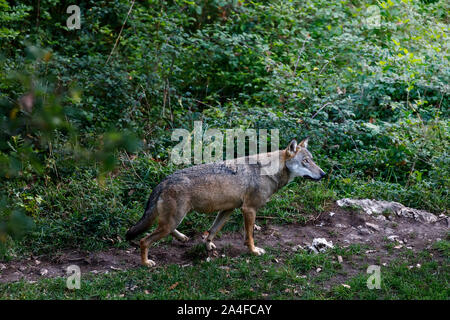 Männliche Muster der dominanten alpha Wolf. Der einsame Wolf Spaziergänge auf den Waldweg. Prachtexemplar von Italienischen Wolf, einzigartige Unterarten Canis lupus Ita Stockfoto