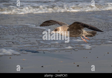 fliegende Möwe Stockfoto