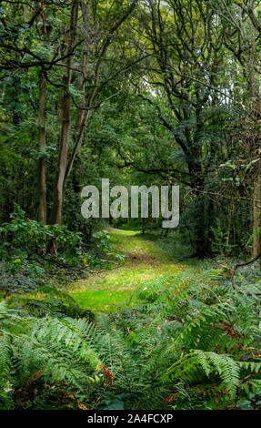 Ein Herbst Szene Wald Anfang Oktober, bevor die Blätter haben Goldene gedreht Stockfoto