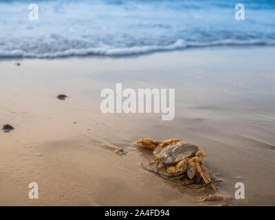 Gemeinsame Strand Krabben Carcinus maenas an der Nordsee Stockfoto