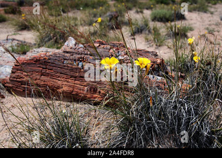 Gelbe Wildblumen wachsen neben einen Klumpen von versteinerten Baumstamm Holz in der Petrified Forest National Park, Arizona, USA auf der Route 66 Stockfoto