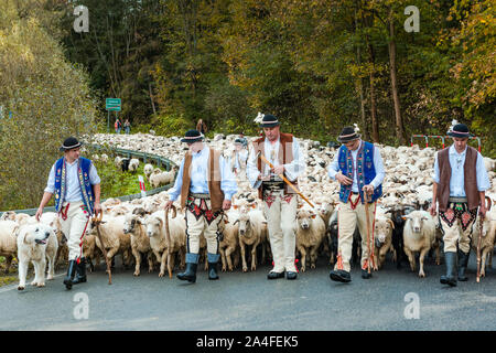 SZCZAWNICA, Polen - Oktober 12, 2019: Traditionelle Karpatische Hirten, die Schafe von Beweidung in den Bergen zu den Dörfern für den Winter. Feiern Tr Stockfoto