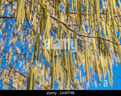 Corylus avellana Haselnuss Strauch, im Frühjahr Stockfoto