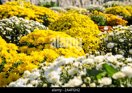 Gelbe und weiße Chrysantheme blumen Blumensträuße Stockfoto