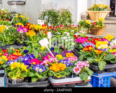 Blumen im Frühling Blumen Shop Stockfoto