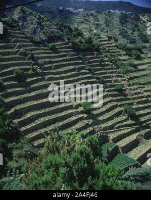 CULTIVO DE TERRAZAS. Lage: an der Außenseite. Agulo. Gomera. Spanien. Stockfoto