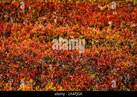 Miscou Island interpretierende Moor Boardwalk Miscou, New Brunswick, CA Stockfoto